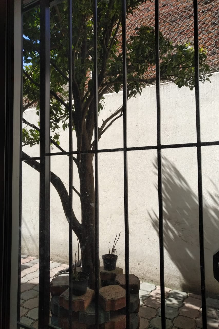 Patio trasero privado con el característico árbol de naranjas, ideal para reuniones familiares.